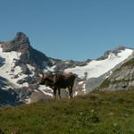 chli Tödi, Kuh und Sandgletscher