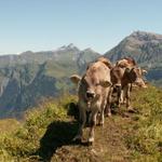 Kälber versperren den Weg auf dem Malor