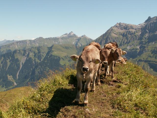 Kälber versperren den Weg auf dem Malor