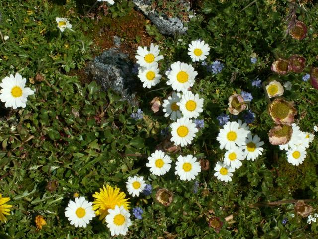 immer wieder ein Wunder, das in so einer Steinwüste so schöne Blumen vorhanden sind