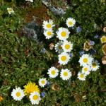 immer wieder ein Wunder, das in so einer Steinwüste so schöne Blumen vorhanden sind