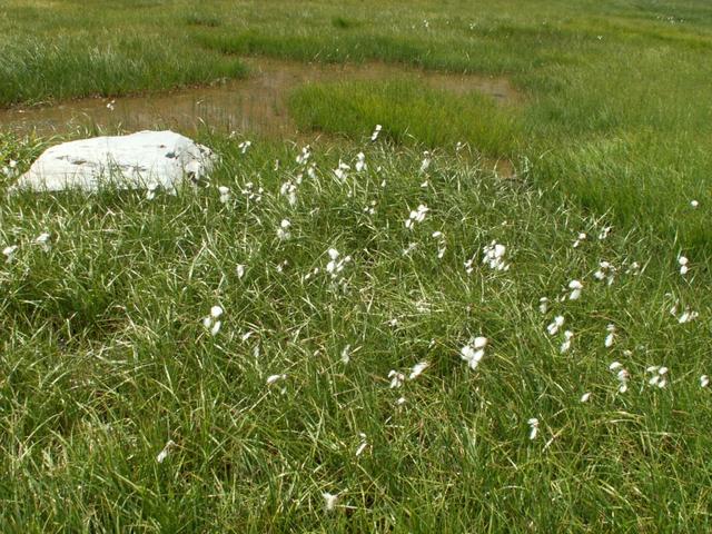 Wollgras am Wegesrand