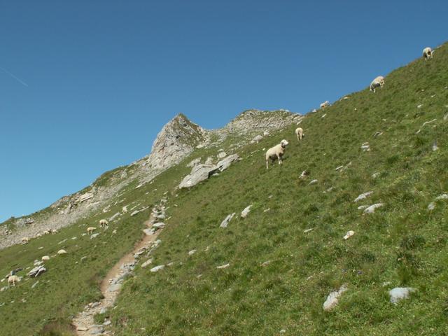 zwischen Schafen geht es weiter aufwärts