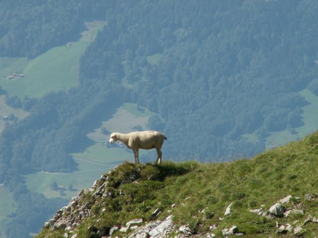 auch die Schafe haben eine gute Aussicht