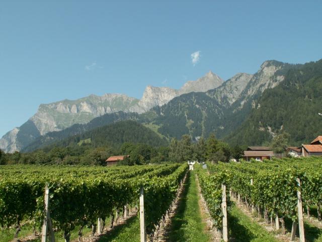 die Weinstube befindet sich direkt neben den Reben