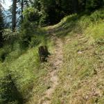 steiler Waldweg aufwärts Richtung Alpe de Bec sot