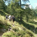 über schöne Lärchenwälder geht es Richtung Pass de Buffalora