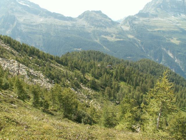 die Capanna Buffalora versteckt sich im Lärchenwald