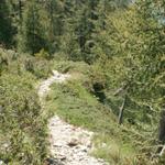 durch Wälder mit sehr alten Lärchen geht es Richtung Alp di Fora