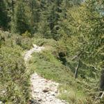 durch Wälder mit sehr alten Lärchen geht es Richtung Alp di Fora