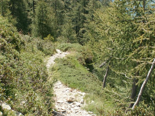 durch Wälder mit sehr alten Lärchen geht es Richtung Alp di Fora