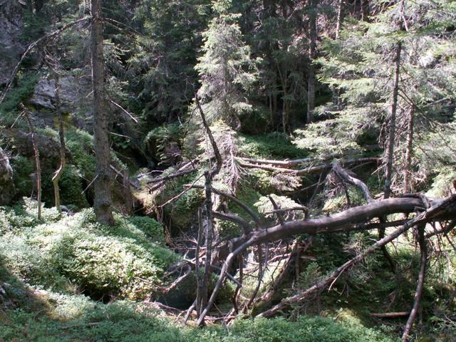 naturbelassener Wald