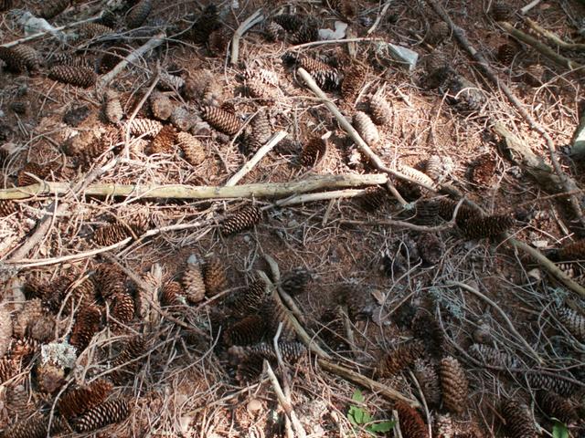 schöner Waldboden