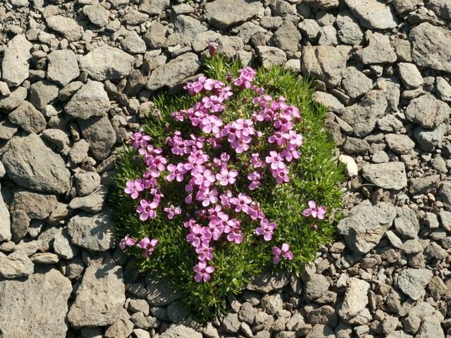 immer wieder unglaublich, das in so einer Steinwüste so schöne Blumen wachsen können