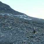 danach alles über Geröll und Schutt leicht aufwärts, Richtung Kistenpass