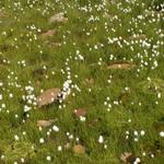 Wollgras beim Plattenseeli