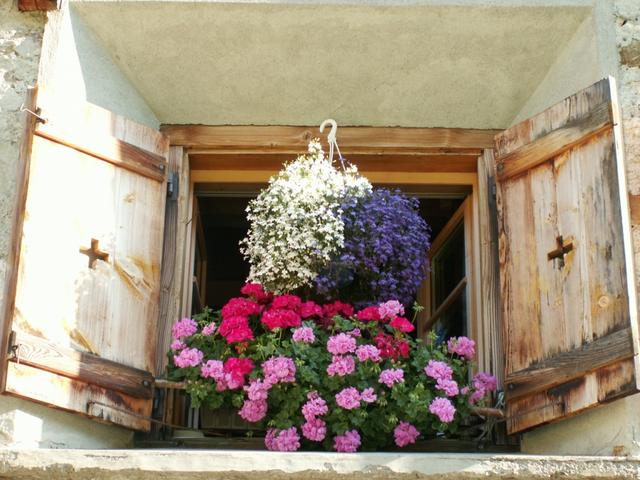 das ganze Haus ist eine Blumenpracht