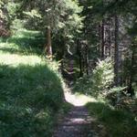 der Weg führt uns durch einen romantischen Wald