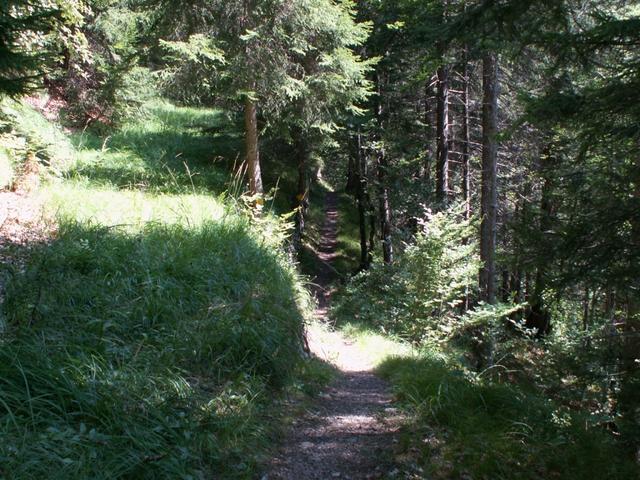 der Weg führt uns durch einen romantischen Wald