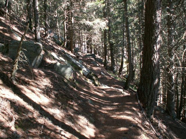 schöner Waldweg