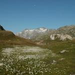 Wollgras auf der Plaun la Greina im Hintergund der Piz Medel