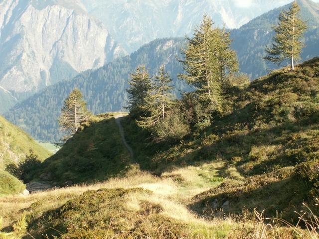 über schöne Alpweiden und Lärchenbäumen