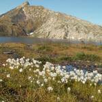 Wollgras am Ufer des Lago Retico. Im Hintergrund die Cima della Bianca