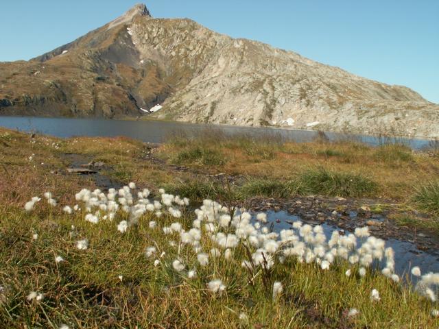 Wollgras am Ufer des Lago Retico. Im Hintergrund die Cima della Bianca