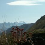 vor uns immer im Blick der Rheinwaldhorn und die Adulakette