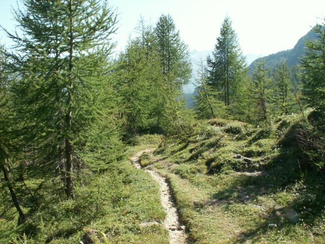 der Weg führt durch schöne Lärchenwälder