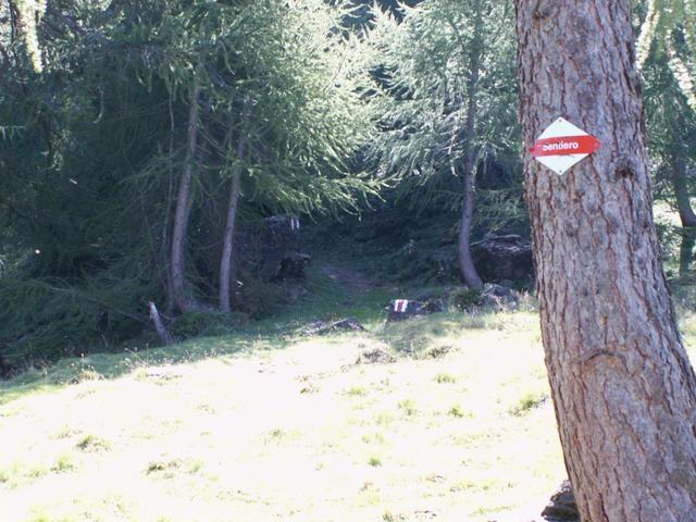 jetzt führt der Waldweg mässig steil aufwärts