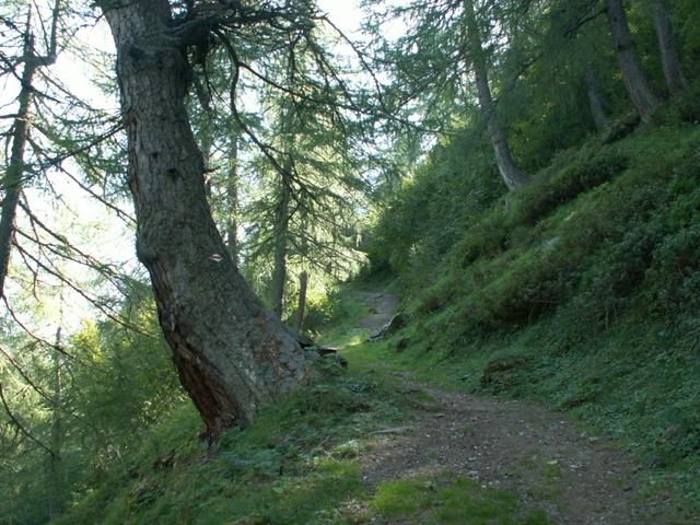 durch einen schönen Lärchenwald