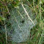 ein Spinnennetz