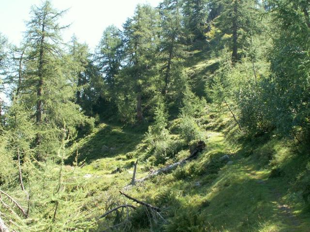 ein schöner Waldweg führt einem aufwärts zum Passo Cantonill