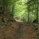 durch einen breiten Waldweg geht es aufwärts