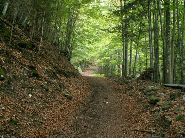 durch einen breiten Waldweg geht es aufwärts