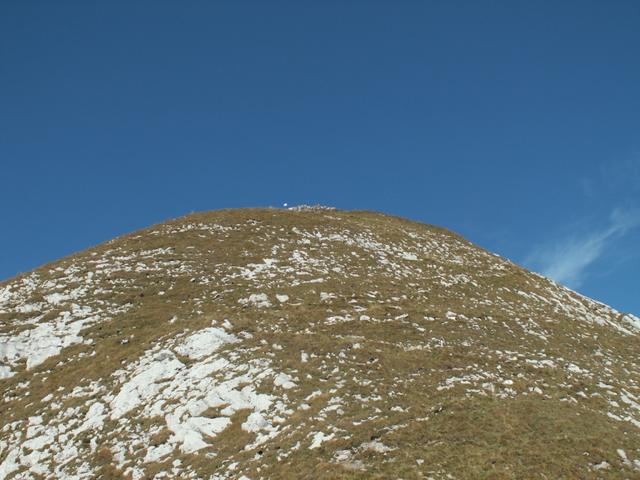 Blick nach oben. Schön steil dieser Wildhuser Schafberg