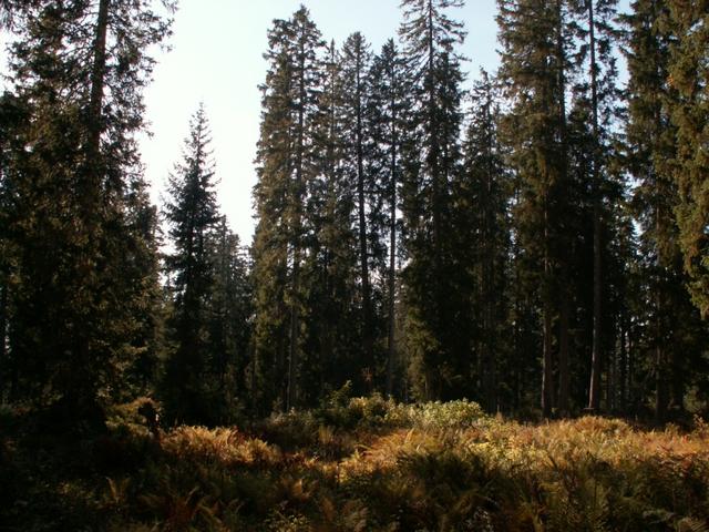 durch den schönen Bödmerenwald