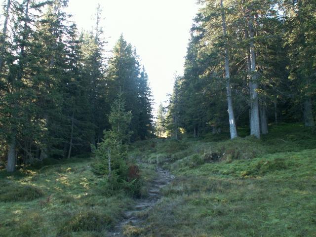 durch Wälder