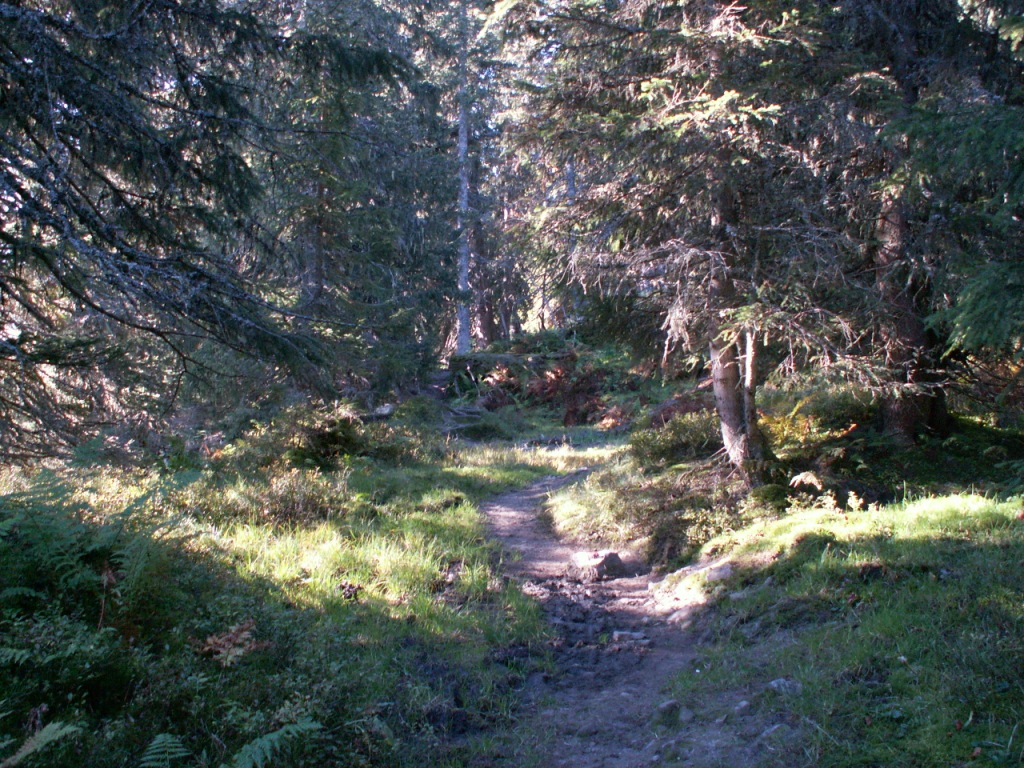 und Waldlichtungen