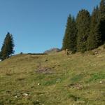 wir haben den Wald hinter uns gelassen und befinden uns nun "Im Riet"