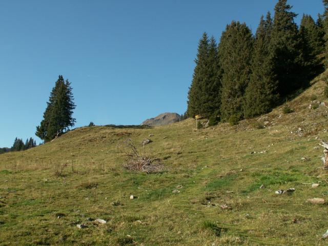 wir haben den Wald hinter uns gelassen und befinden uns nun "Im Riet"