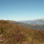 der Weg führt einem durch endlose Alpenrosen Felder