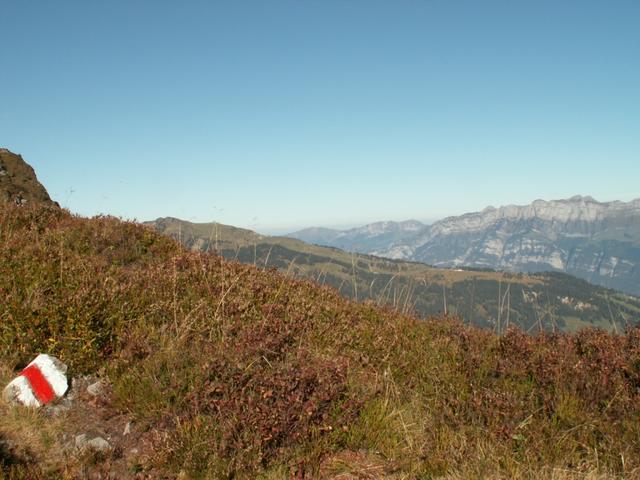 der Weg führt einem durch endlose Alpenrosen Felder