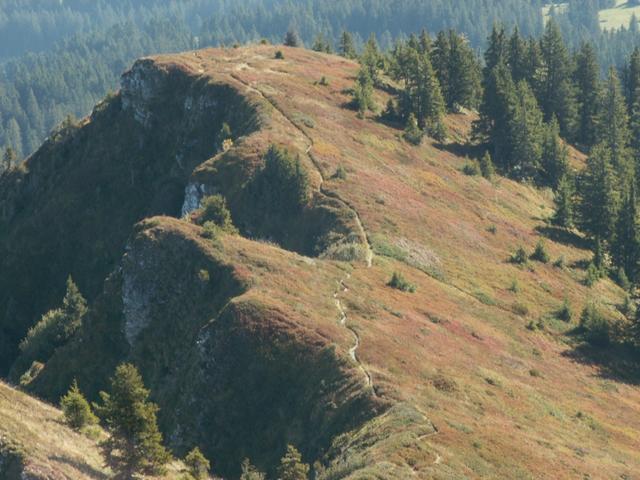 im Sommer blühen hier unendlich viele Alpenrosen