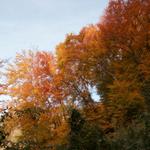 durch einen schönen Herbstwald