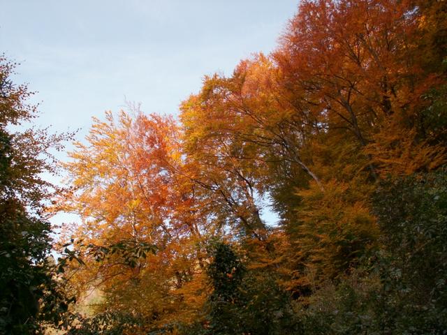 durch einen schönen Herbstwald