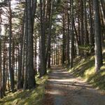 der Weg führt über eine breite Waldstrasse in ein Kiefernwald