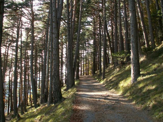 der Weg führt über eine breite Waldstrasse in ein Kiefernwald