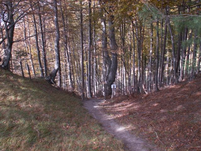 kurz nach dem Guschaspitz geht es wieder durch einen Wald Richtung Lida